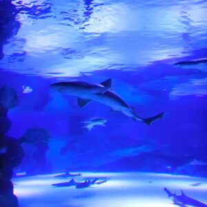 Antalya Aquarium Tour from Alanya