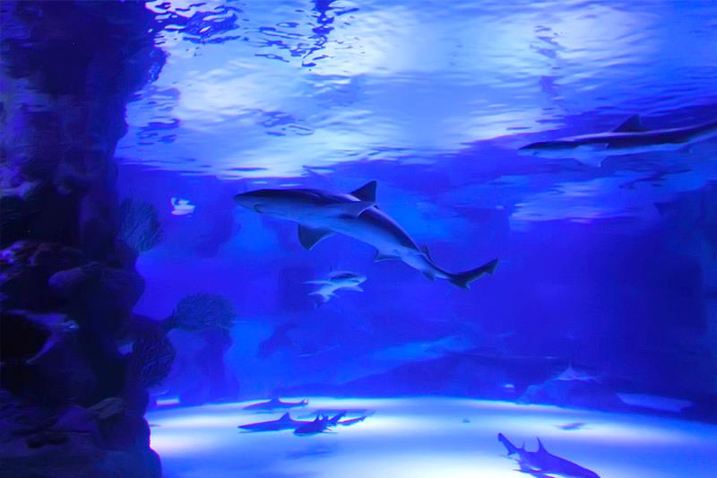 Antalya Aquarium Tour from Alanya